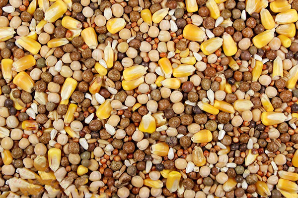 خوراک پرندگان